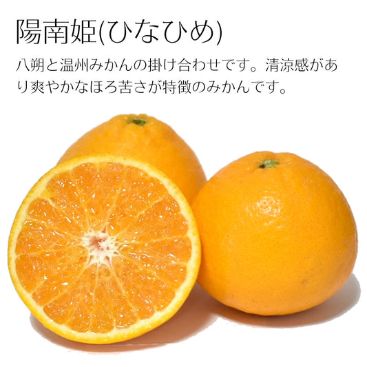 【贈答用】陽南姫(ひなひめ) 中玉2個入 糖度厳選 お歳暮や贈り物に