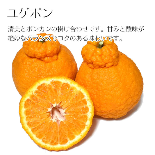 【お徳用】ユゲポン 約10kg 糖度厳選 お歳暮や贈り物に