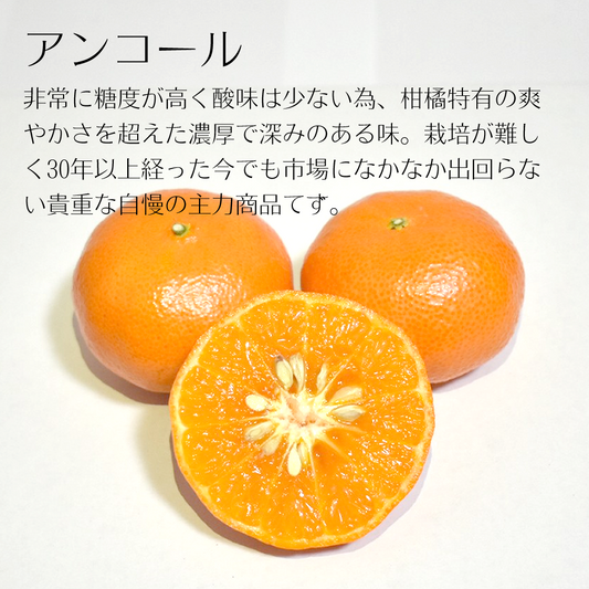 【お徳用】アンコール 約2kg 糖度厳選 お歳暮や贈り物に