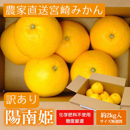 【会員価格】【お徳用】陽南姫(ひなひめ) 約2kg 糖度厳選 お歳暮や贈り物に