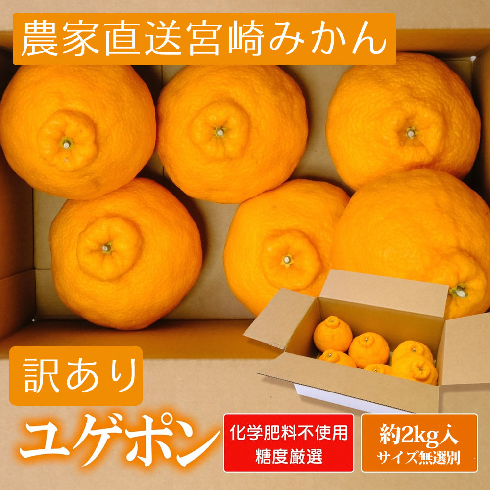 【会員価格】【お徳用】ユゲポン 約2kg 糖度厳選 お歳暮や贈り物に