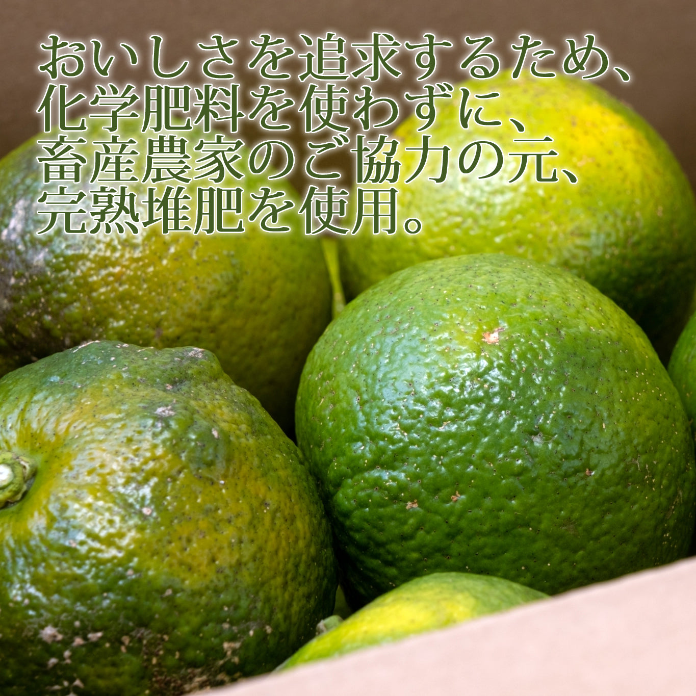 宮崎県産 橙(だいだい) 約4kg