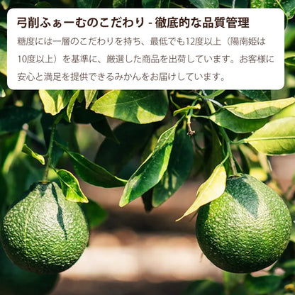 【贈答用】陽南姫(ひなひめ) 中玉2個入 糖度厳選 お歳暮や贈り物に