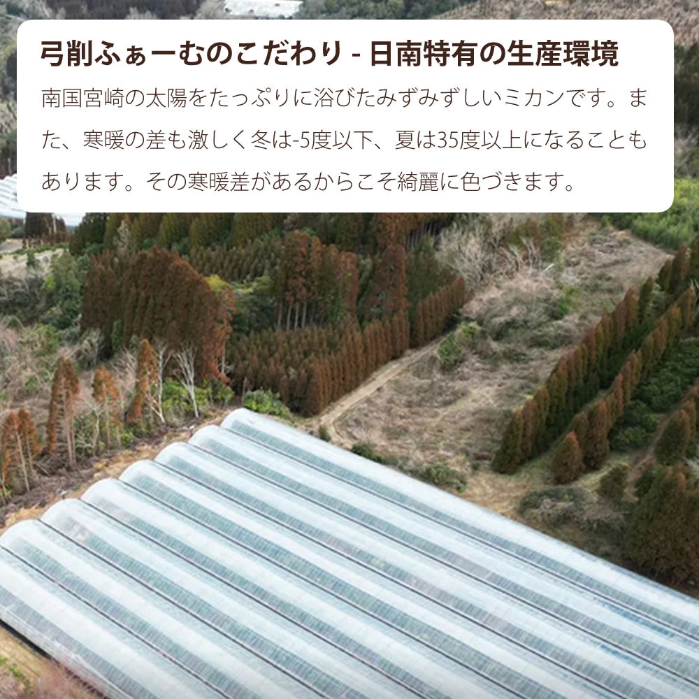 【贈答用】陽南姫(ひなひめ) 中玉2個入 糖度厳選 お歳暮や贈り物に